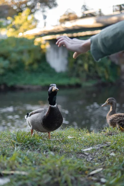 Hand Trying Hold Duck Park — Stockfoto
