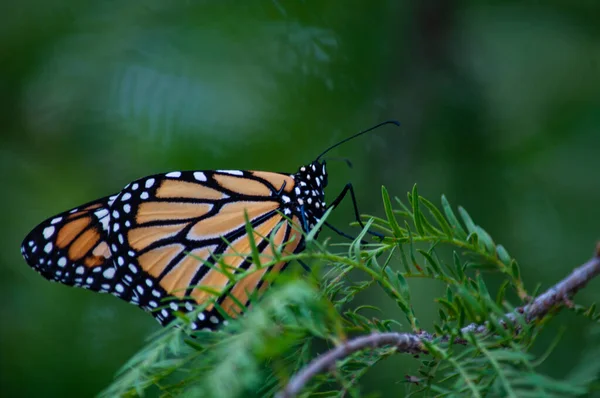 Gros Plan Papillon Sur Une Feuille Dans Une Forêt — Photo