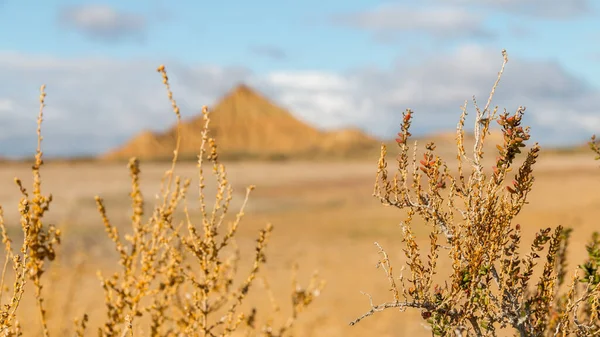 Dry Landscape View Grass — Zdjęcie stockowe