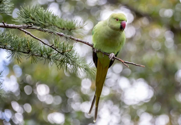 Shallow Focus Green Newton Parakeet Parrot — Stock Photo, Image