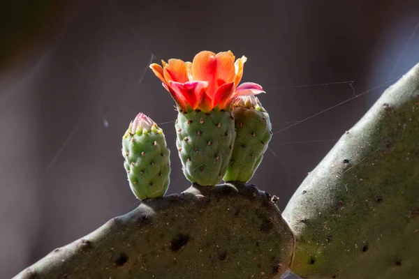 Primo Piano Fiore Cactus — Foto Stock