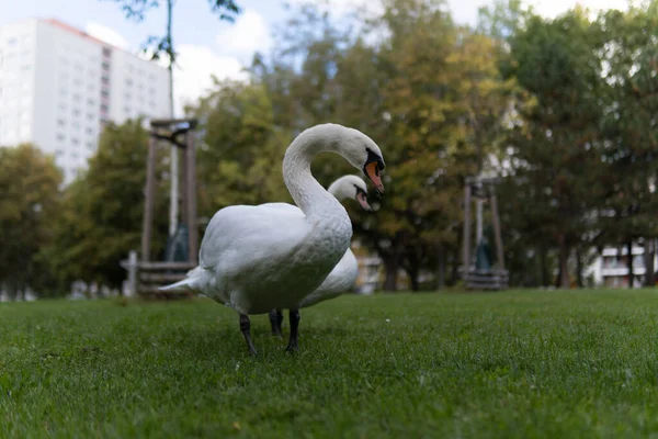 Closeup Beautiful Swans Park — Stockfoto