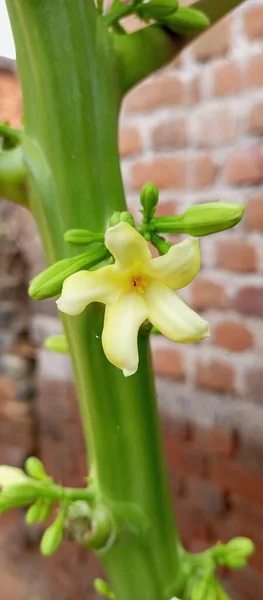 Closeup Beautiful Plumeria Garden — стокове фото