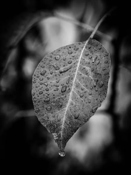 一片秋天叶子的灰白色的照片 花园里有雨滴在上面 — 图库照片
