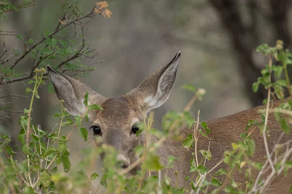 Closeup Beautiful White Tail Deer Field — Foto Stock