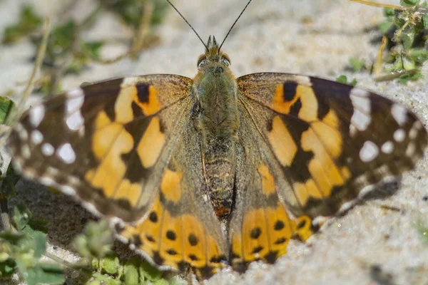 Closeup Beautiful Painted Lady Vanessa Cardui Butterfly Standing Ground — Stock Photo, Image