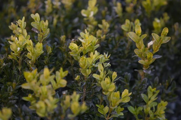 ブクサスの緑の葉の閉鎖 ブクサゲ科約70種の属 — ストック写真