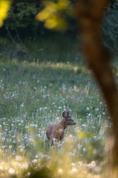 Vertical Shot Deer Green Meadow — Photo