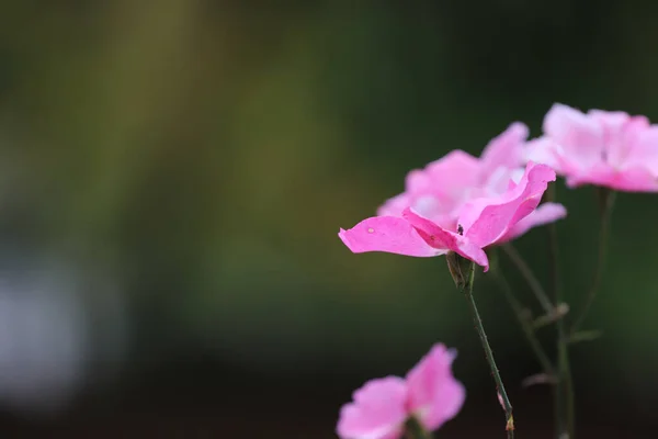 哈利法克斯一个阳光明媚的花园 在朦胧的绿色背景上 一朵朵生机勃勃的粉色花朵的特写 — 图库照片