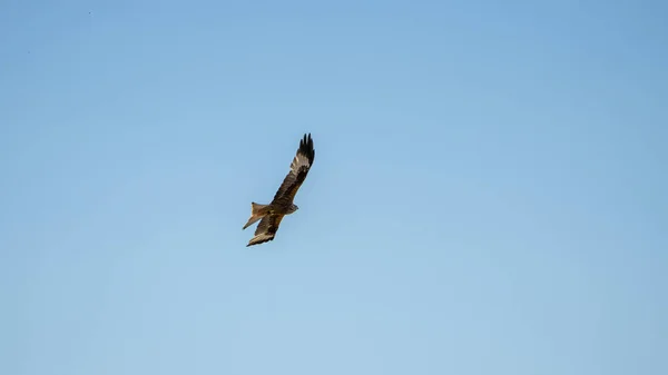 Red Kite Bird Prey Flight — Foto de Stock