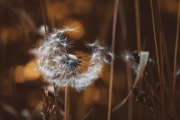 Soft Focus Fluffy Dandelion Long Brown Grass Field — 스톡 사진