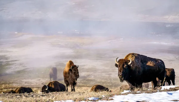 Herd Bison Grazing Dry Foggy Field Winter Wildlife — Fotografia de Stock