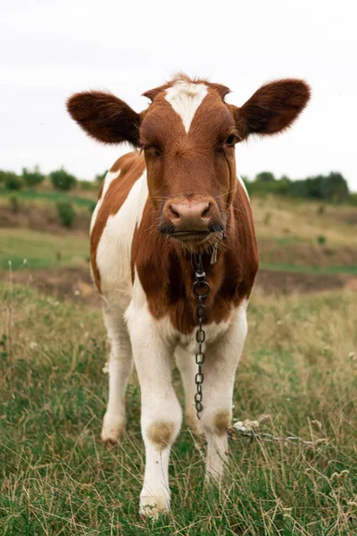 Portrait Brown White Cow Pasture — Fotografia de Stock