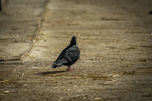 Ein Malerischer Blick Auf Eine Schwarze Taube Freien Bei Sonnigem — Stockfoto