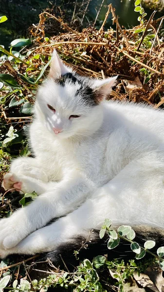 Roztomilá Bílá Kočka Pod Sluncem — Stock fotografie