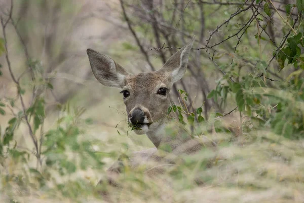 Closeup Beautiful White Tail Deer Field — Foto de Stock