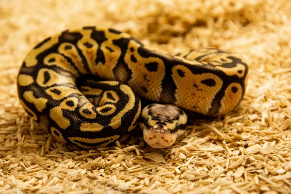 지상에 아름다운 비단뱀의 — 스톡 사진