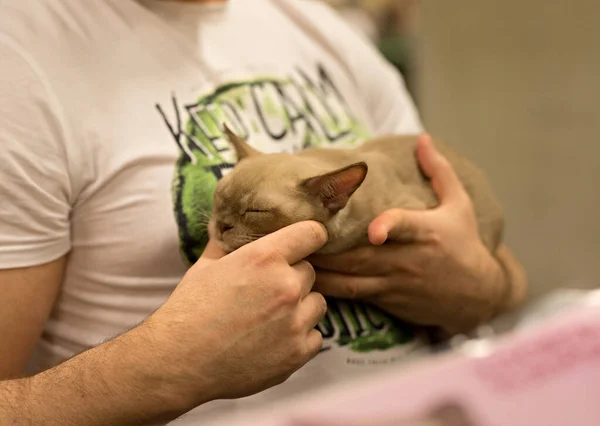 Nahaufnahme Einer Braunen Schläfrigen Katze Den Händen Ihres Besitzers — Stockfoto