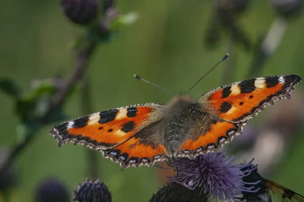 Closeup Shot Beautiful Butterfly Flower Garden — стоковое фото