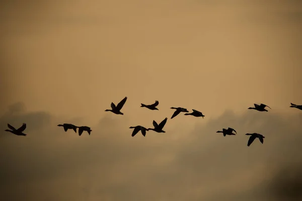 Μια Σιλουέτα Ενός Κοπαδιού Χήνες Που Πετούν Στο Ηλιοβασίλεμα — Φωτογραφία Αρχείου
