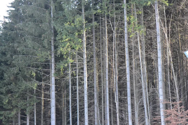 Kozalaklı Bir Ormanın Manzarası — Stok fotoğraf