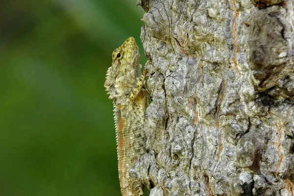 Selective Focus Shot Lizard Crawling Tree Trunk — Stock fotografie