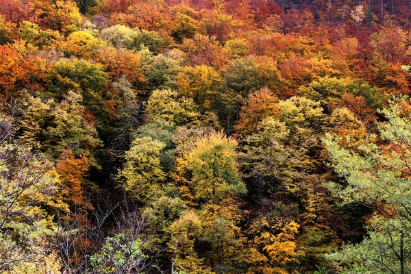 Beautiful Scenery Amazing Autumn Colors Cozia Olt River Valley — стоковое фото