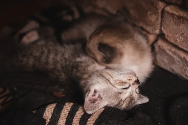Selective Focus Shot Adorable Sleeping Kitten — Stock Fotó