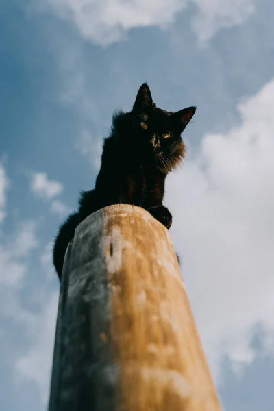 Güzel Siyah Bir Kedinin Tahta Bir Direkte Dikey Alçak Açılı — Stok fotoğraf