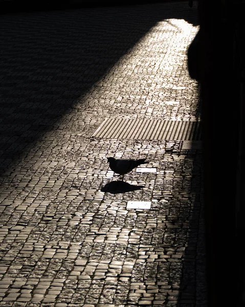 一只鸽子栖息在街上的风景画 — 图库照片