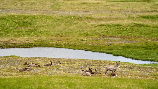 Reindeer Resting One Them Guard North Norway — Stockfoto