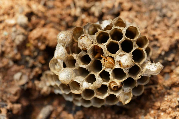 Beautiful Closeup Shot Honeycomb — Zdjęcie stockowe