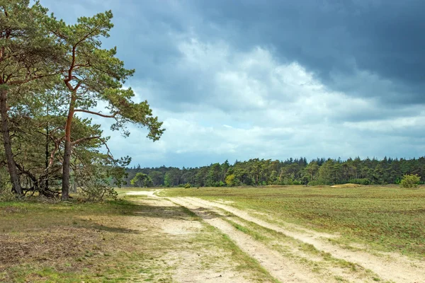 Beautiful View Hoge Veluwe National Park Netherlands — Stock Fotó