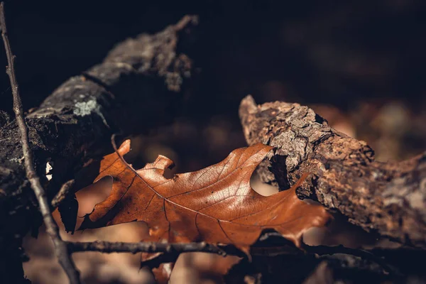 Closeup Shot Dried Autumn Leaves Blurred Background — Stock fotografie