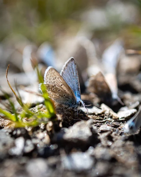Selective Focus Shot Beautiful White Butterfly Nature — Stok fotoğraf