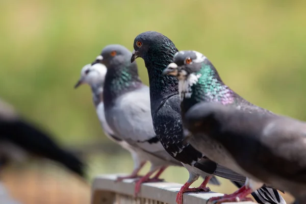 Güzel Güvercinlerin Yakın Plan Çekimi — Stok fotoğraf