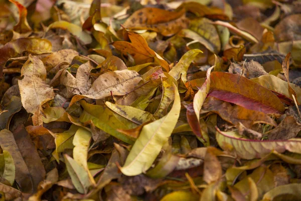 Closeup Autumn Leaves Colorful Autumn Foliage — Foto Stock