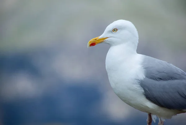 Profile Shot European Herring Gull Blurred Background Copy Space — Stok fotoğraf