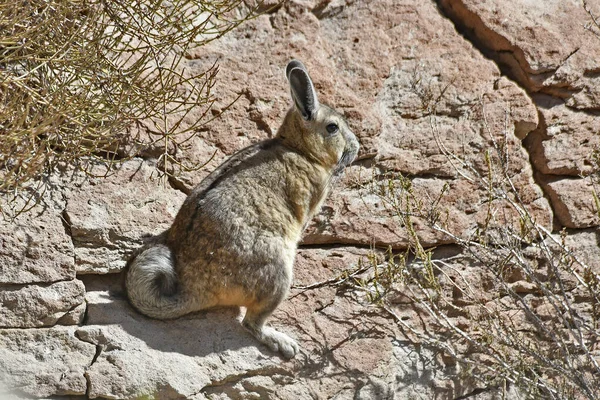 Wild Brown Hare Rock Atacama Desert — ストック写真