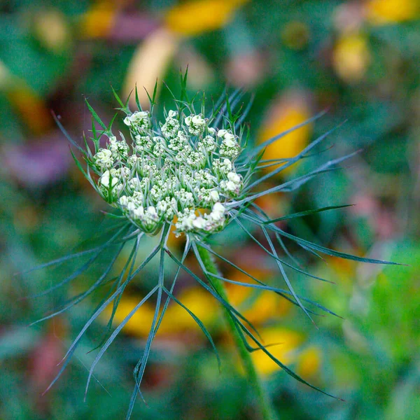 野生のニンジン ダウカス カロタ の花の垂直ショット — ストック写真