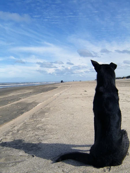 Vertical Shot Black Labrador Sand — стоковое фото