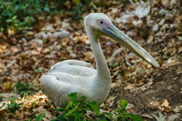 Wild White Pelican Park — Stock fotografie