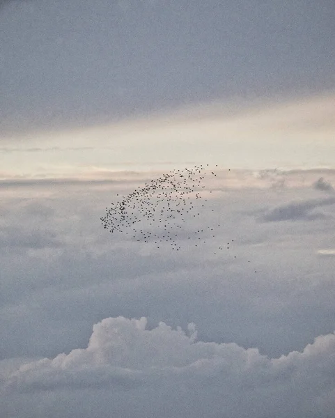 Atmospheric View Foggy Sky Flying Birds — Fotografia de Stock