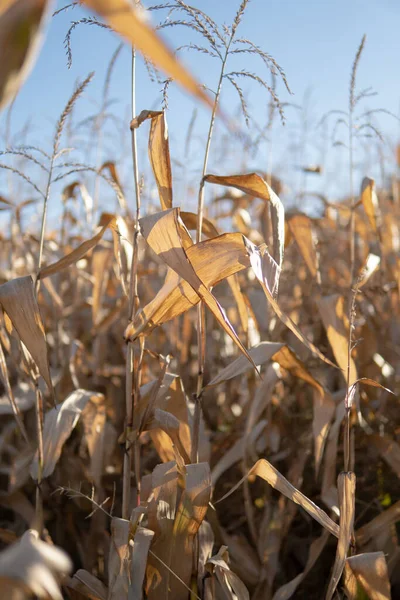 Vertical Shot Corn Field Field Sunny Day — Stok fotoğraf