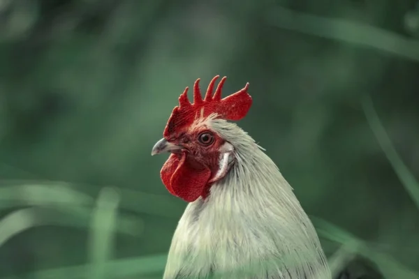 一只母鸡头的特写镜头 — 图库照片