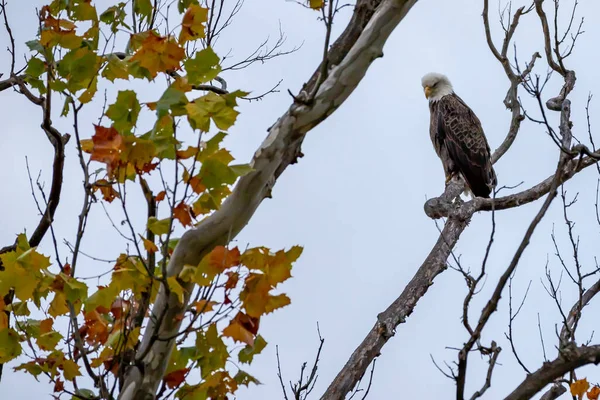 Bald Eagle Perched Tree Twig Blue Sky — Foto Stock