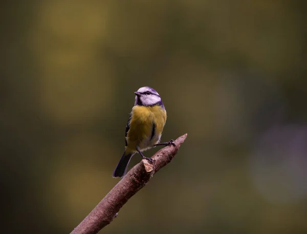 Gros Plan Sélectif Bluetit Cyanistes Caeruleus Sur Perche — Photo