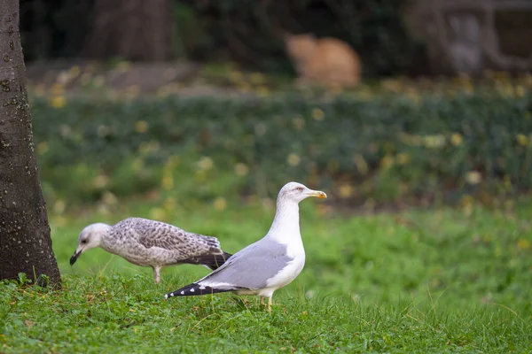 Close Shot Two Beautiful Seagulls Park Green Grass — 图库照片