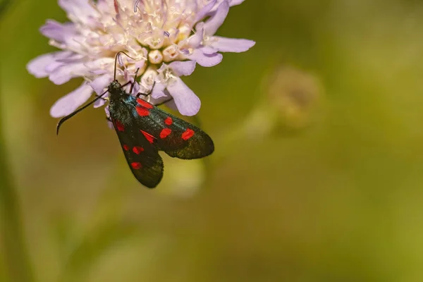 Closeup Shot Beautiful Butterfly Flower Garden — Foto de Stock