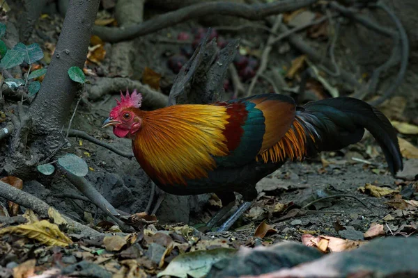 Wild Jungle Fowl Thailand — Stock Photo, Image